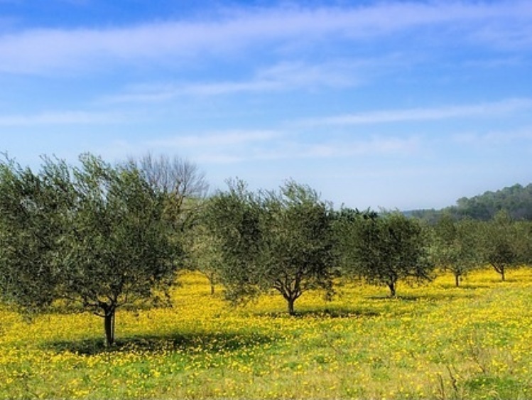 Kryzys COVID-19 zadaje kolejny cios już osłabionemu europejskiemu sektorowi oliwy z oliwek i oliwek stołowych